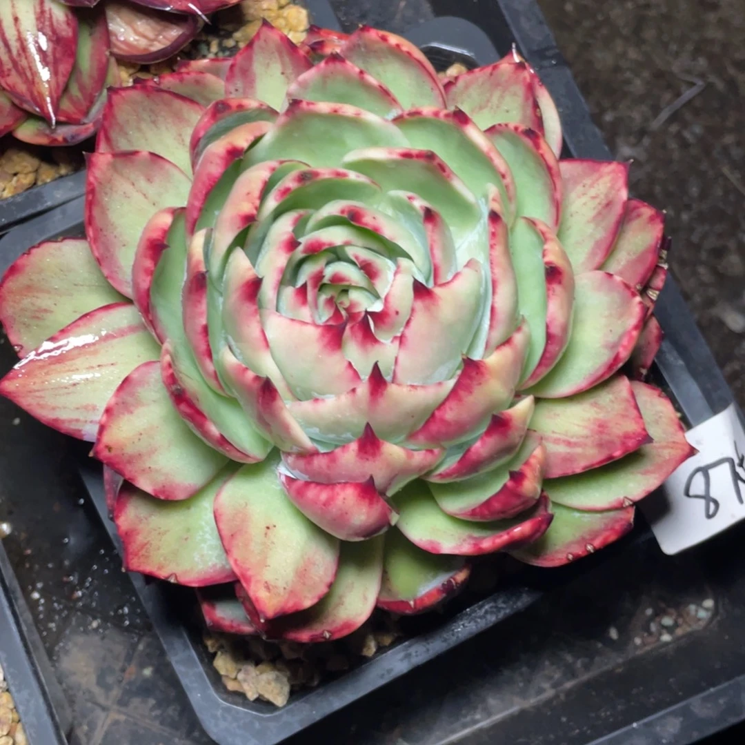 惊鸿仙子冠服19左右