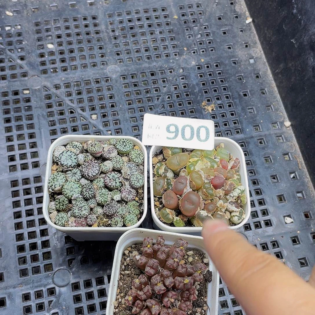 9000000花花花花谷