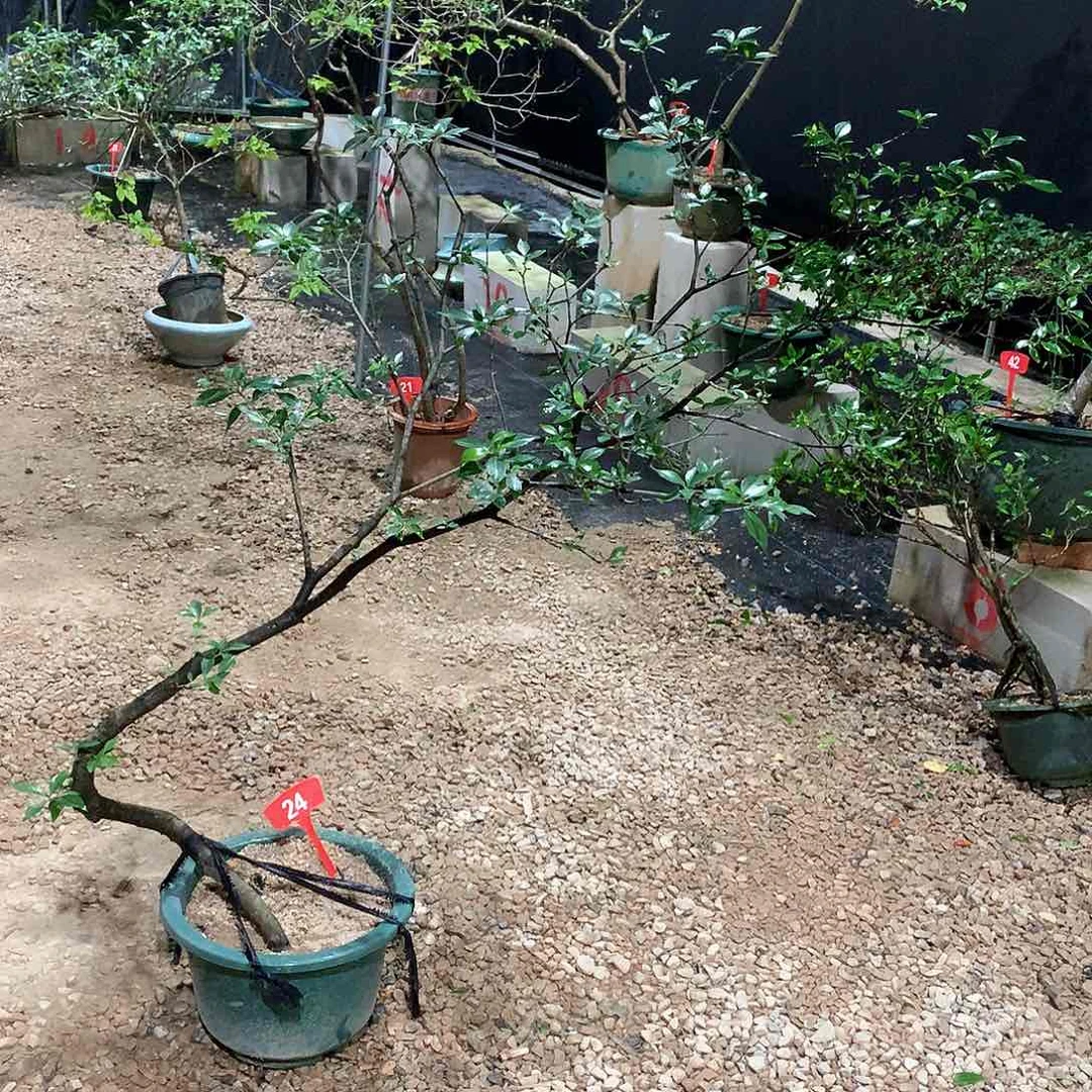当前无花栽培后可以开花一**梦1