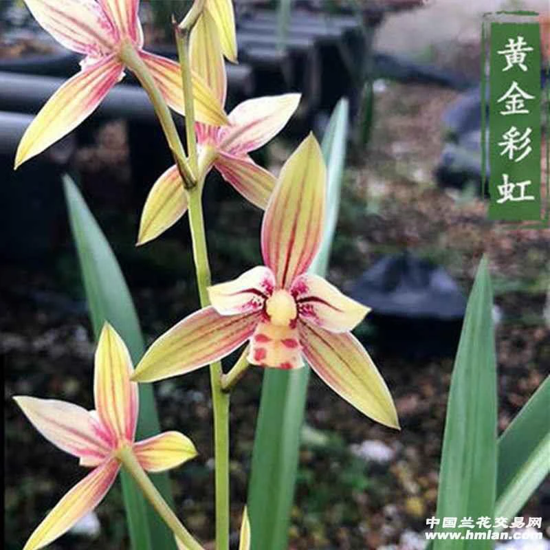 建兰金边艺彩虹仙子   绿植盆栽