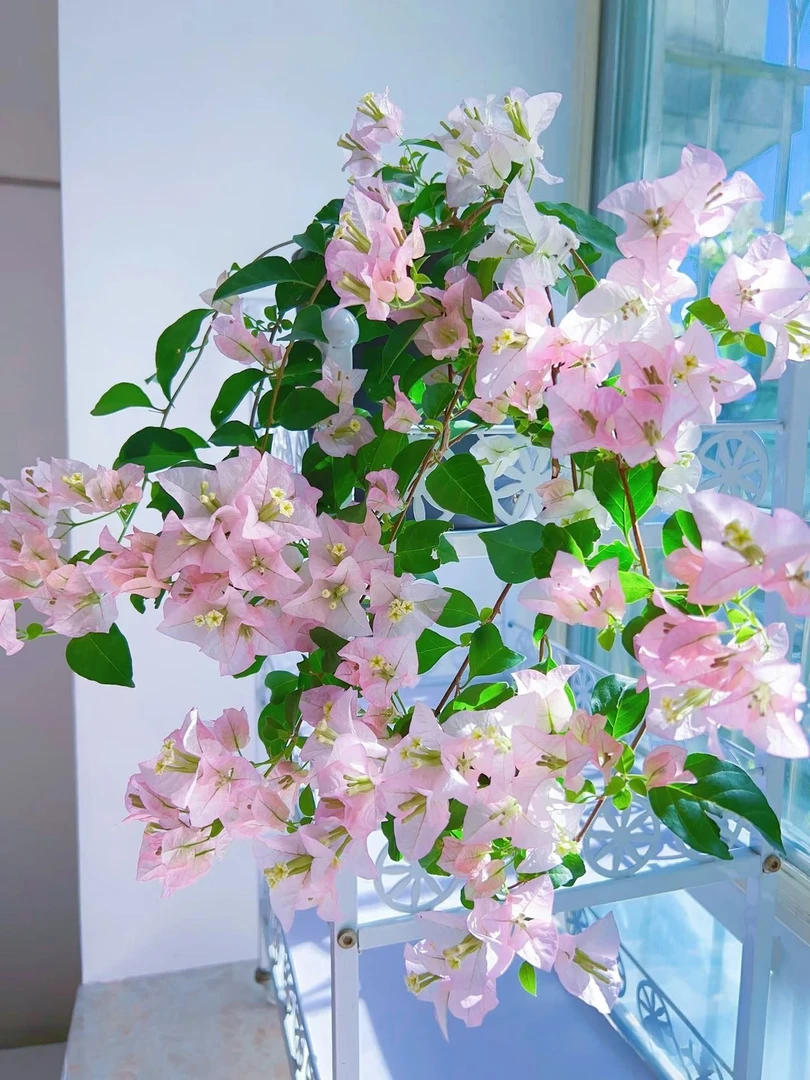 《丽娜》三角梅陶瓷盆花卉勤花四季开花