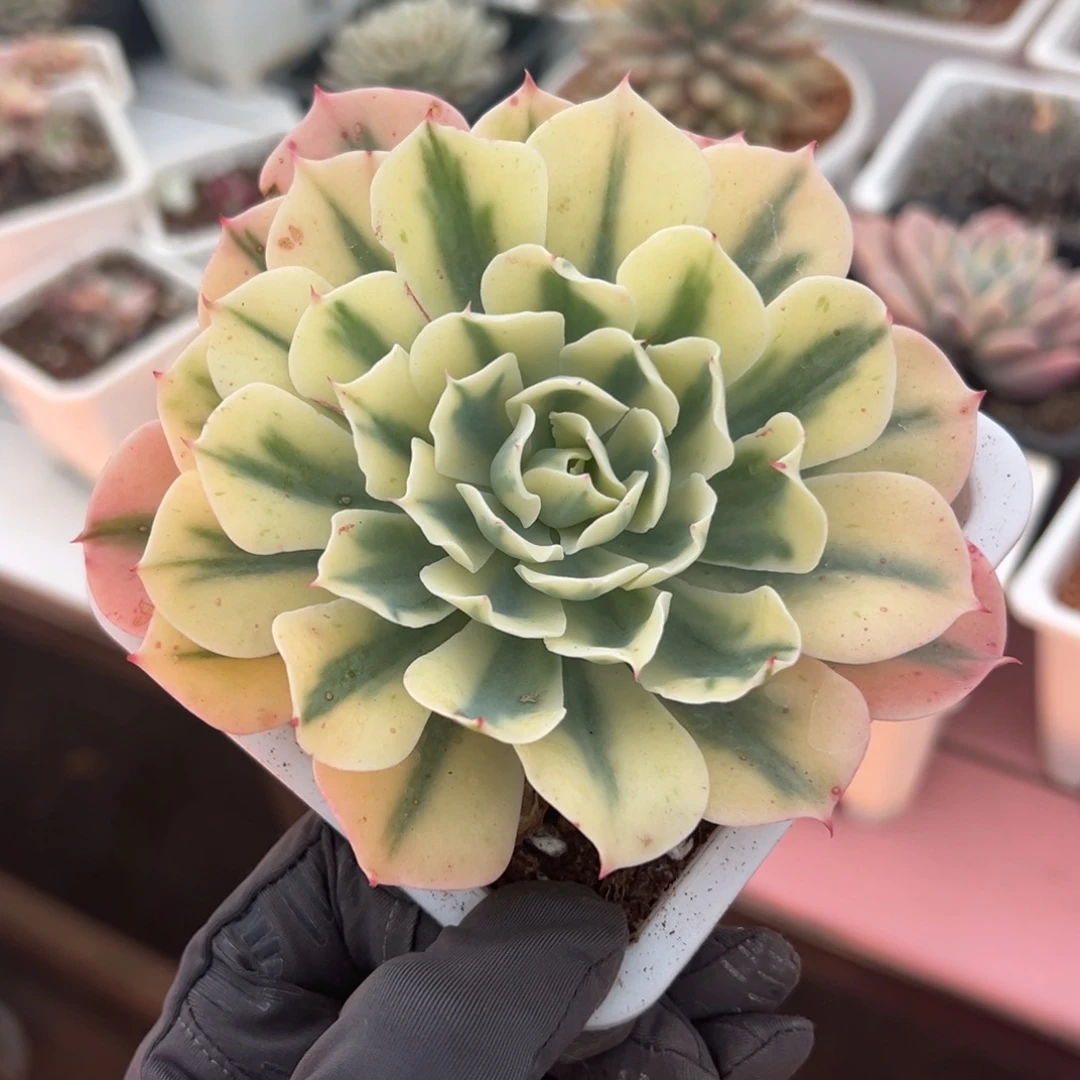 海啸锦，覆轮锦多肉