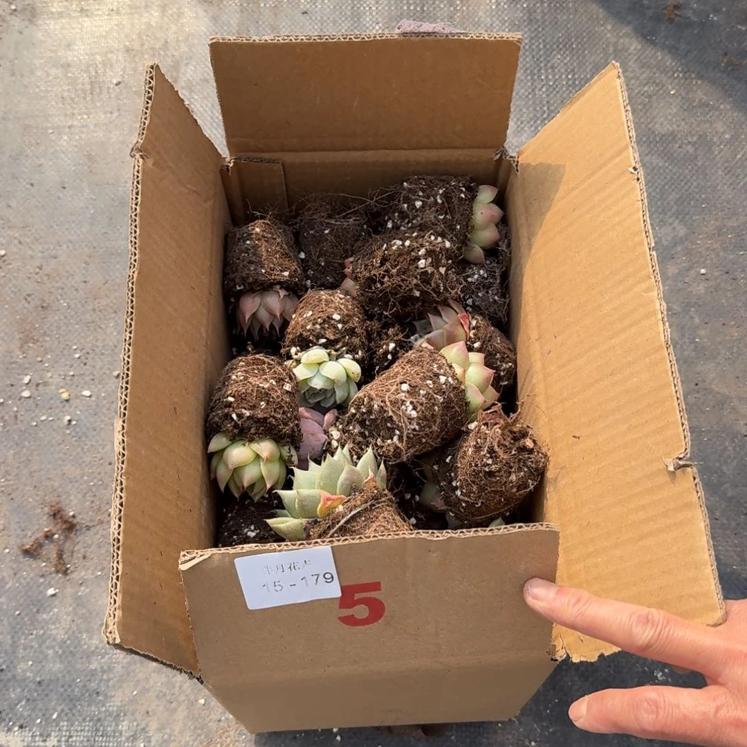 多肉杂交量拍15-179