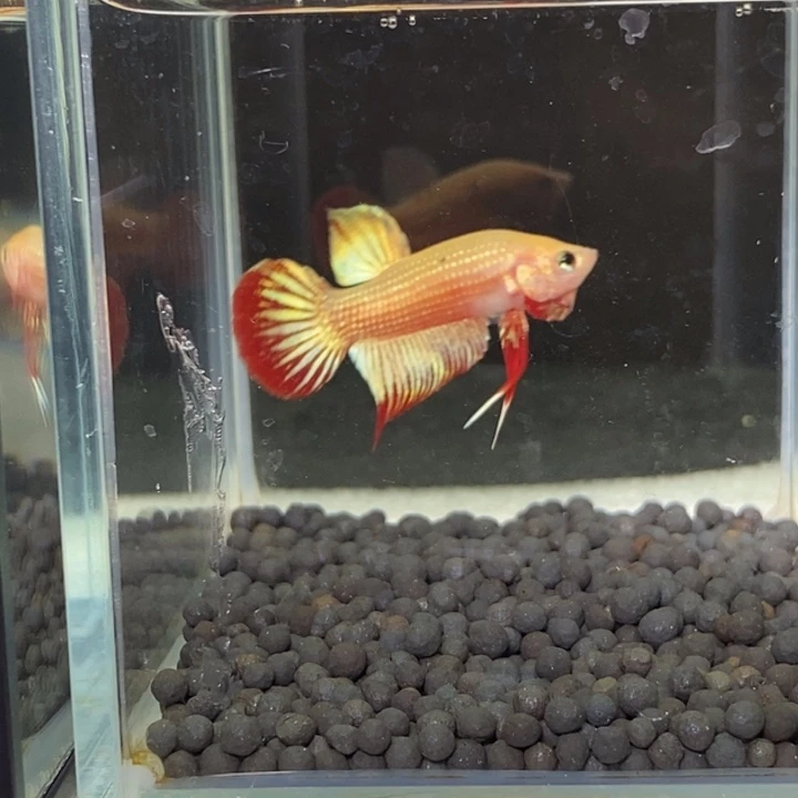 斗鱼泰国斗鱼139号