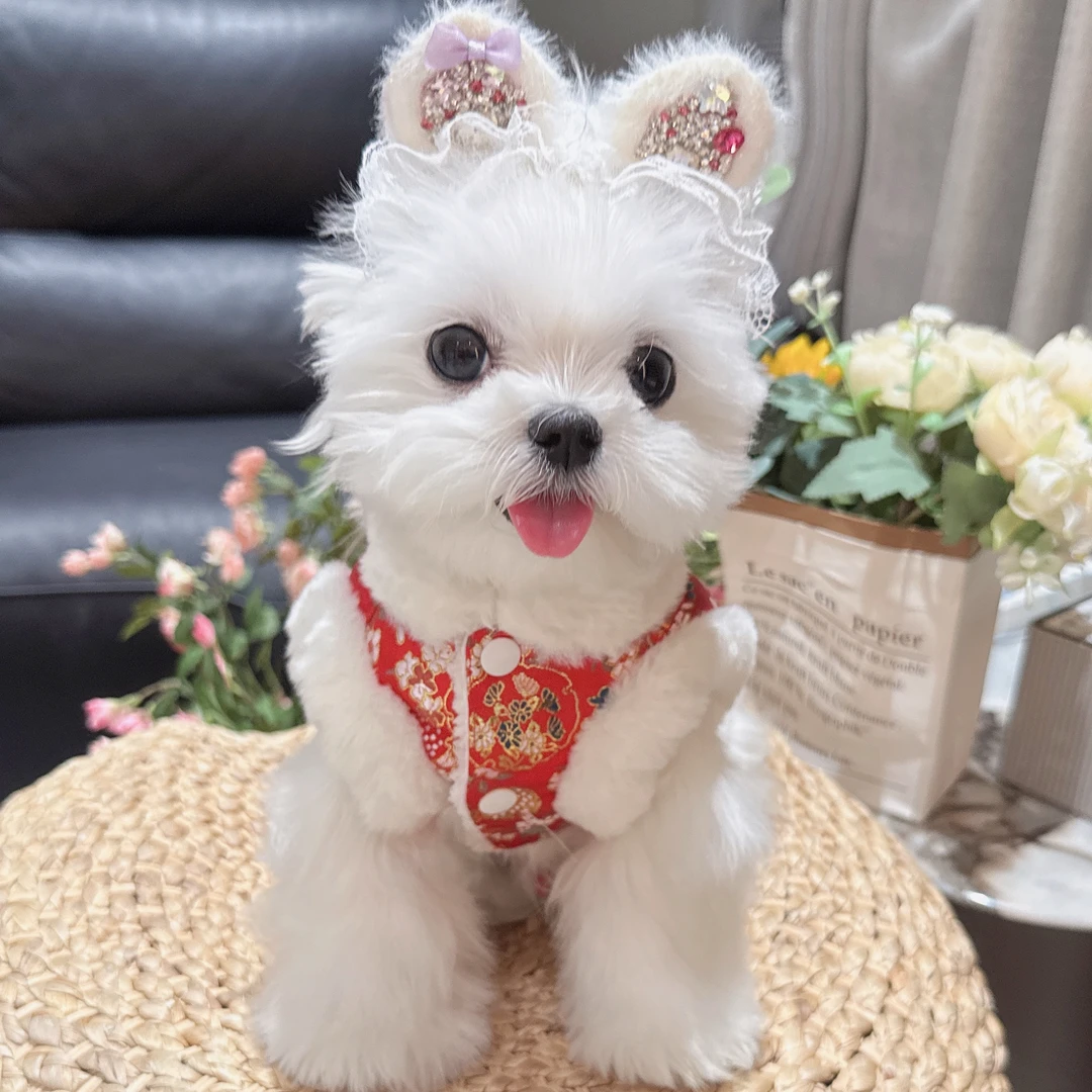 冬款宠物新年服锦缎刺绣繁花似锦