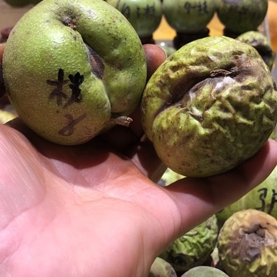 吊坠桃核核桃核桃