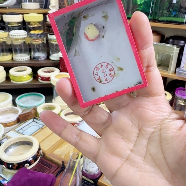 绿金钟1只啊啊啊啊