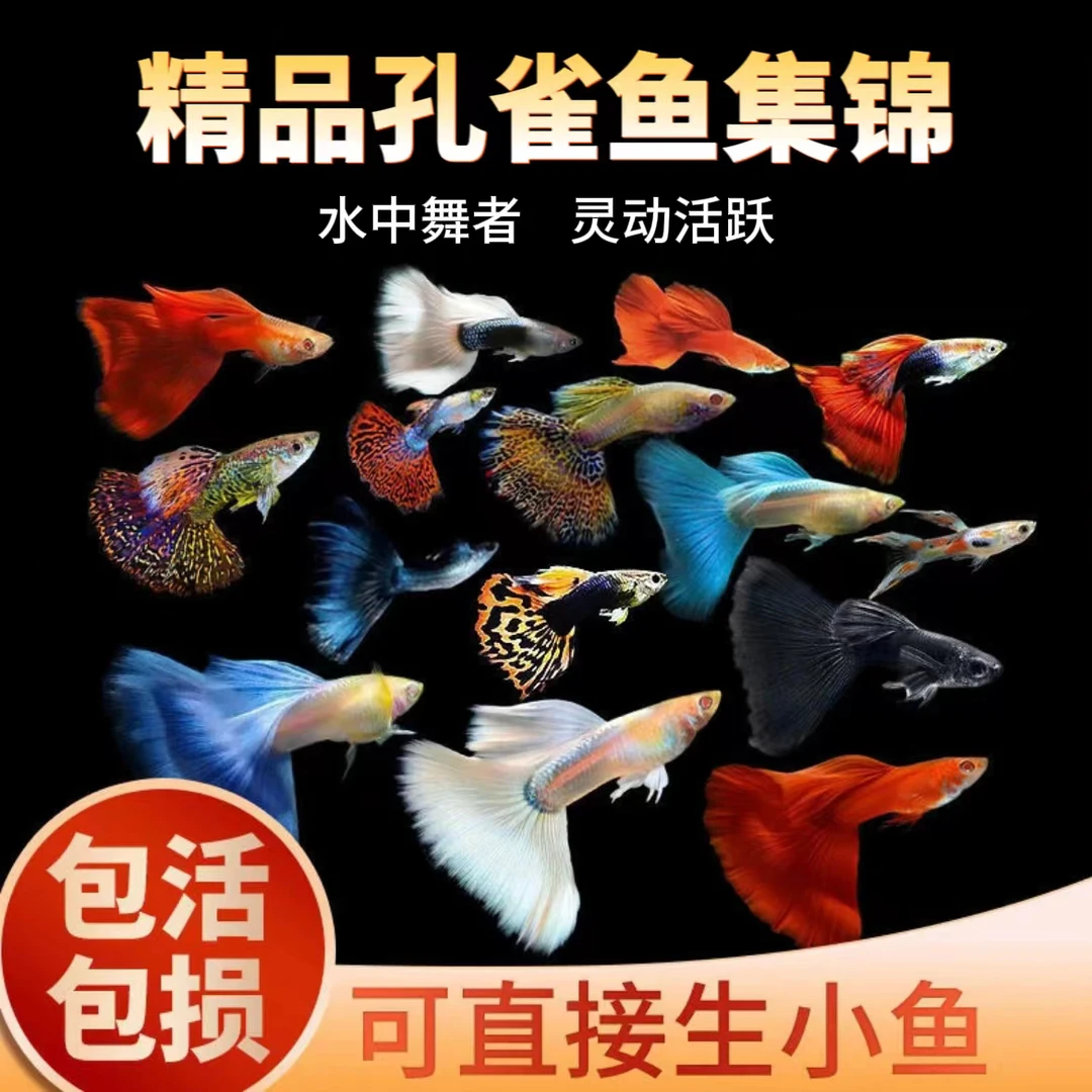 孔雀鱼小型热带鱼小全家福5-6个品种公母配对