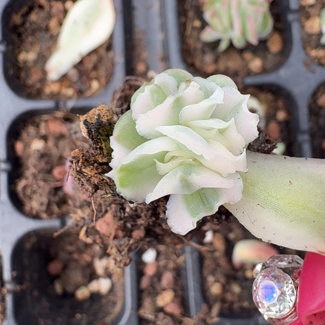 紫蝴蝶锦腹轮锦群