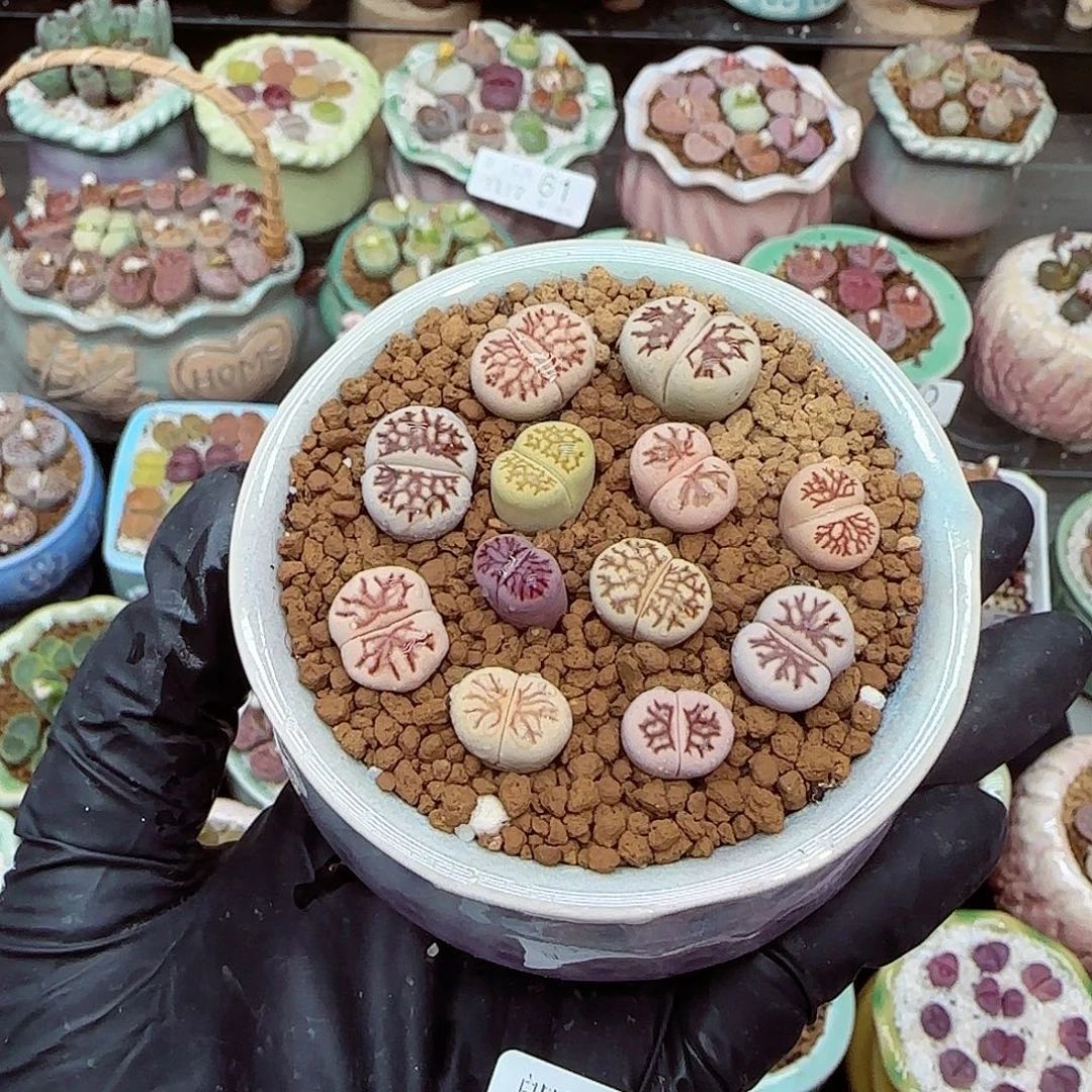 生石花满18包邮1117-90