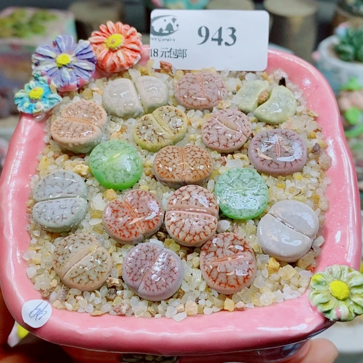 生石花花花花花花花花943