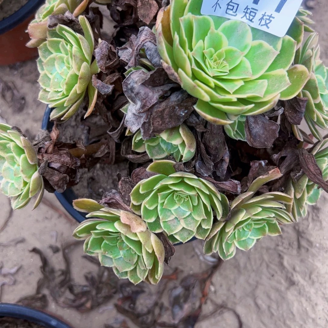 0477莲花座多肉植物法师