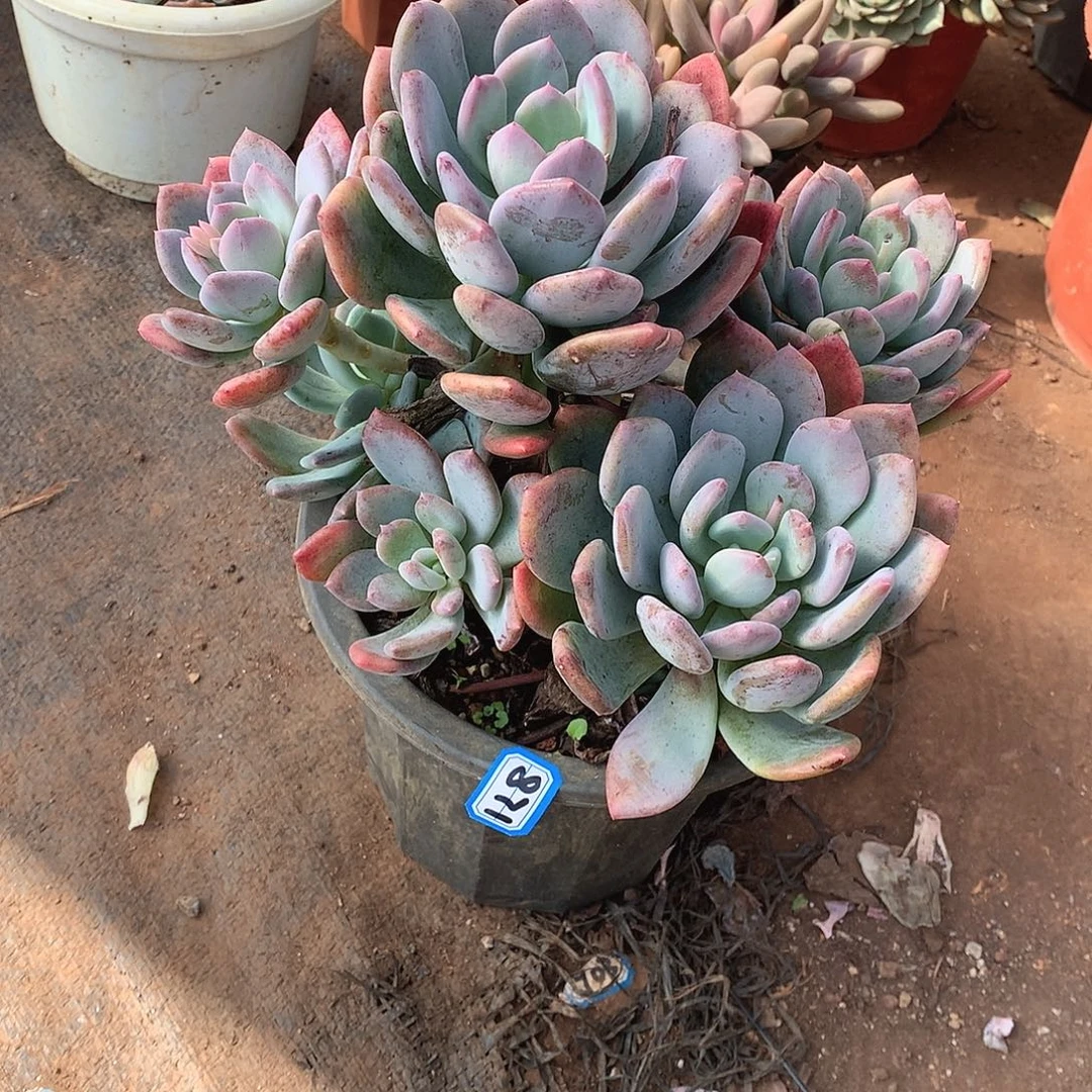 871灰姑娘 一物一拍多肉