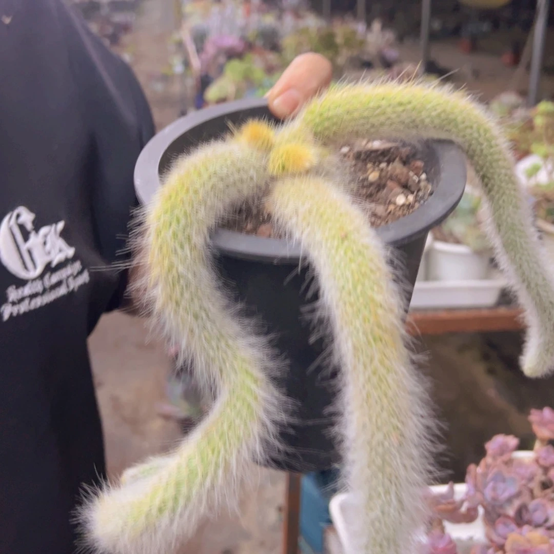 九尾狐三头起发老桩