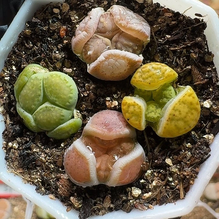 生石花11111111。    198