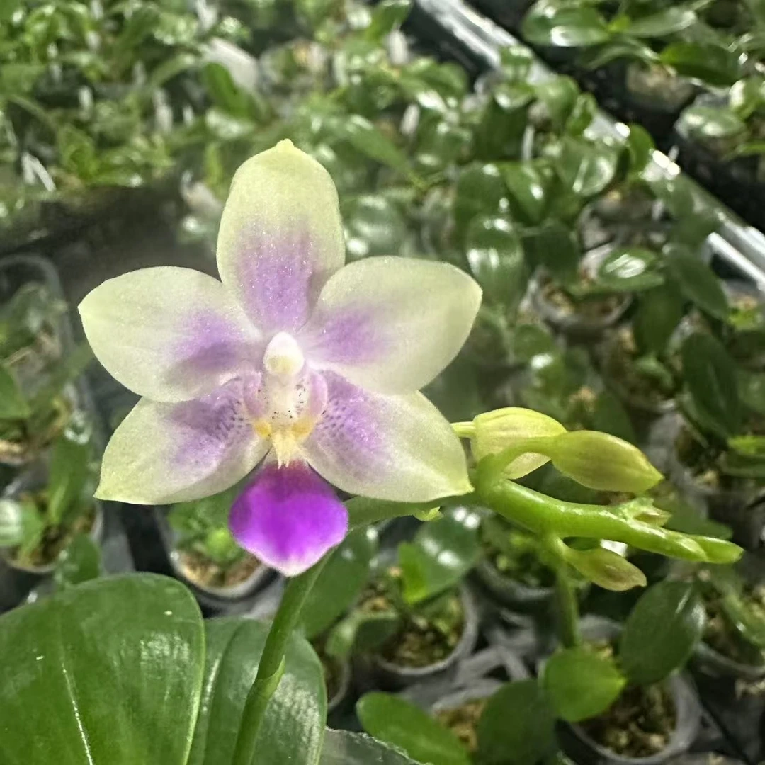 2.5寸 白eq狗-苗（1.7升2.5 刚出根）原生趣味 蝴蝶兰