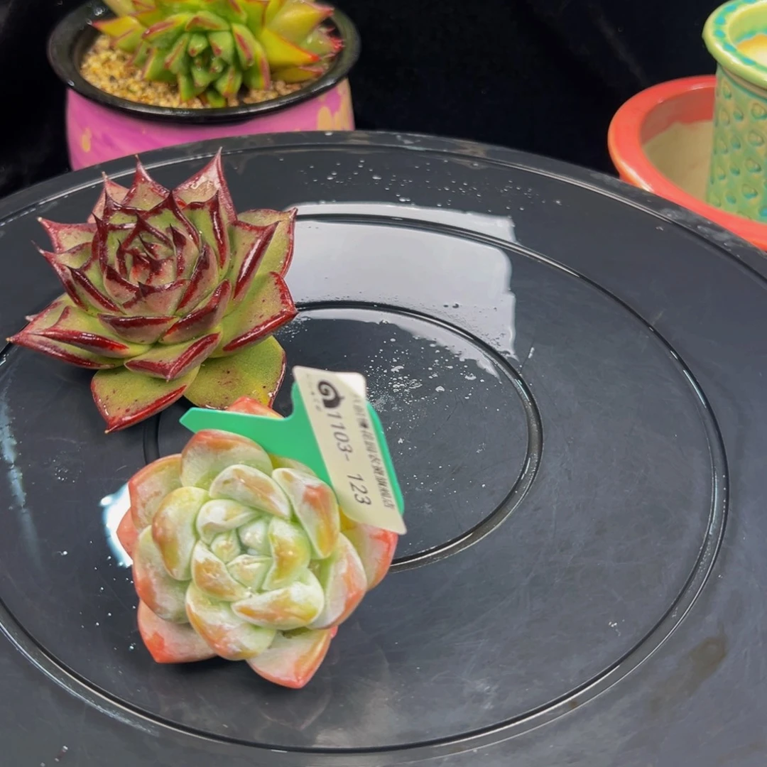 半***。从前慢多肉编号1103-123