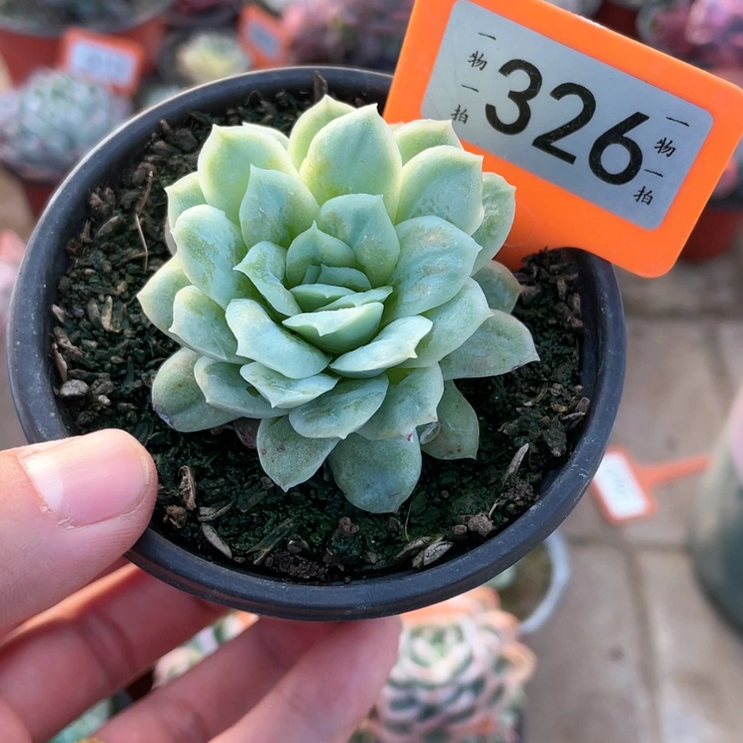 【闪购商品】326号