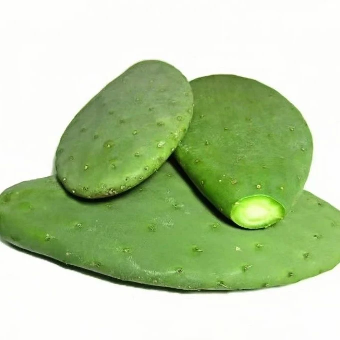 仙人掌植物可种植可食用可嫁接开花结果生长好养活