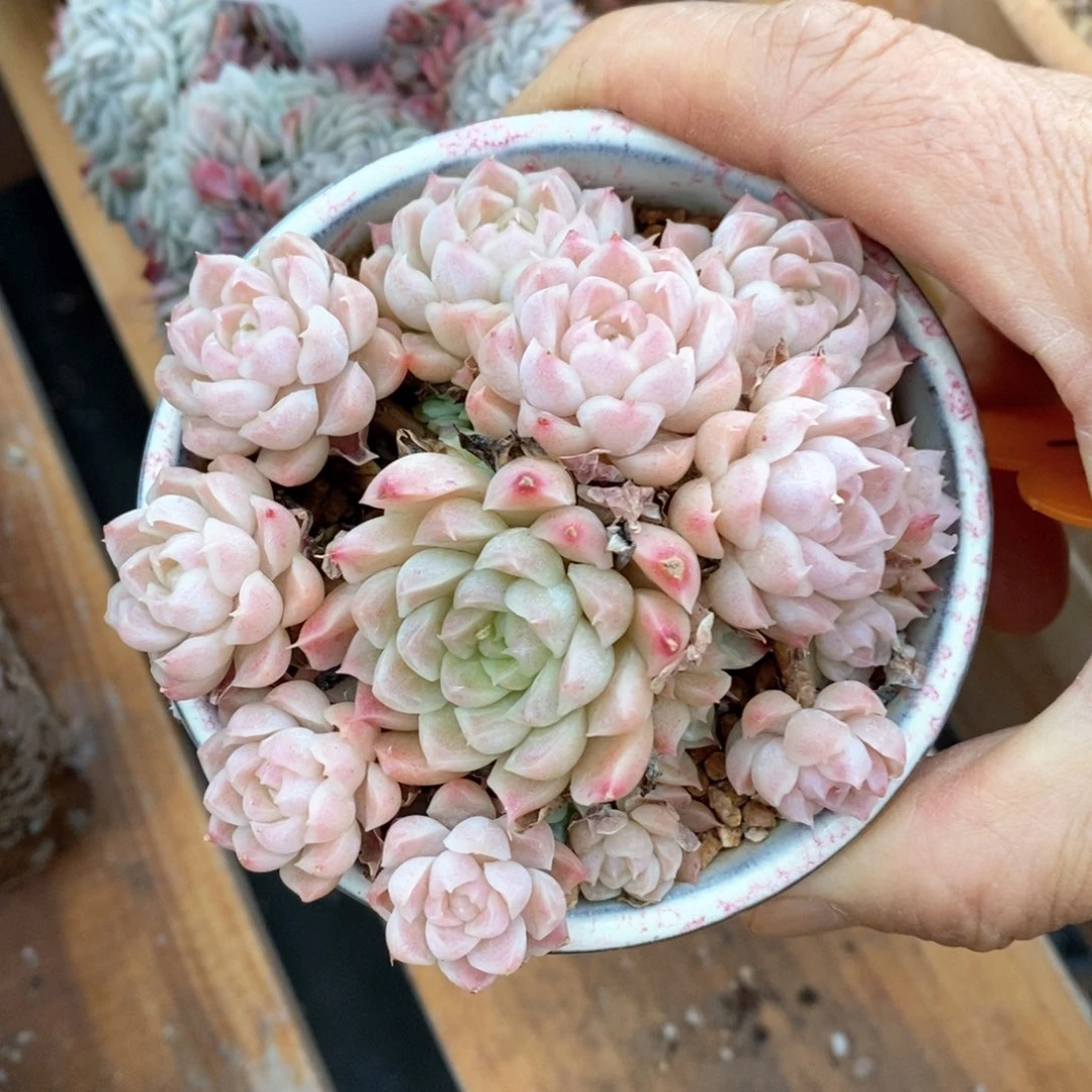 精品多肉一物一拍不包整51