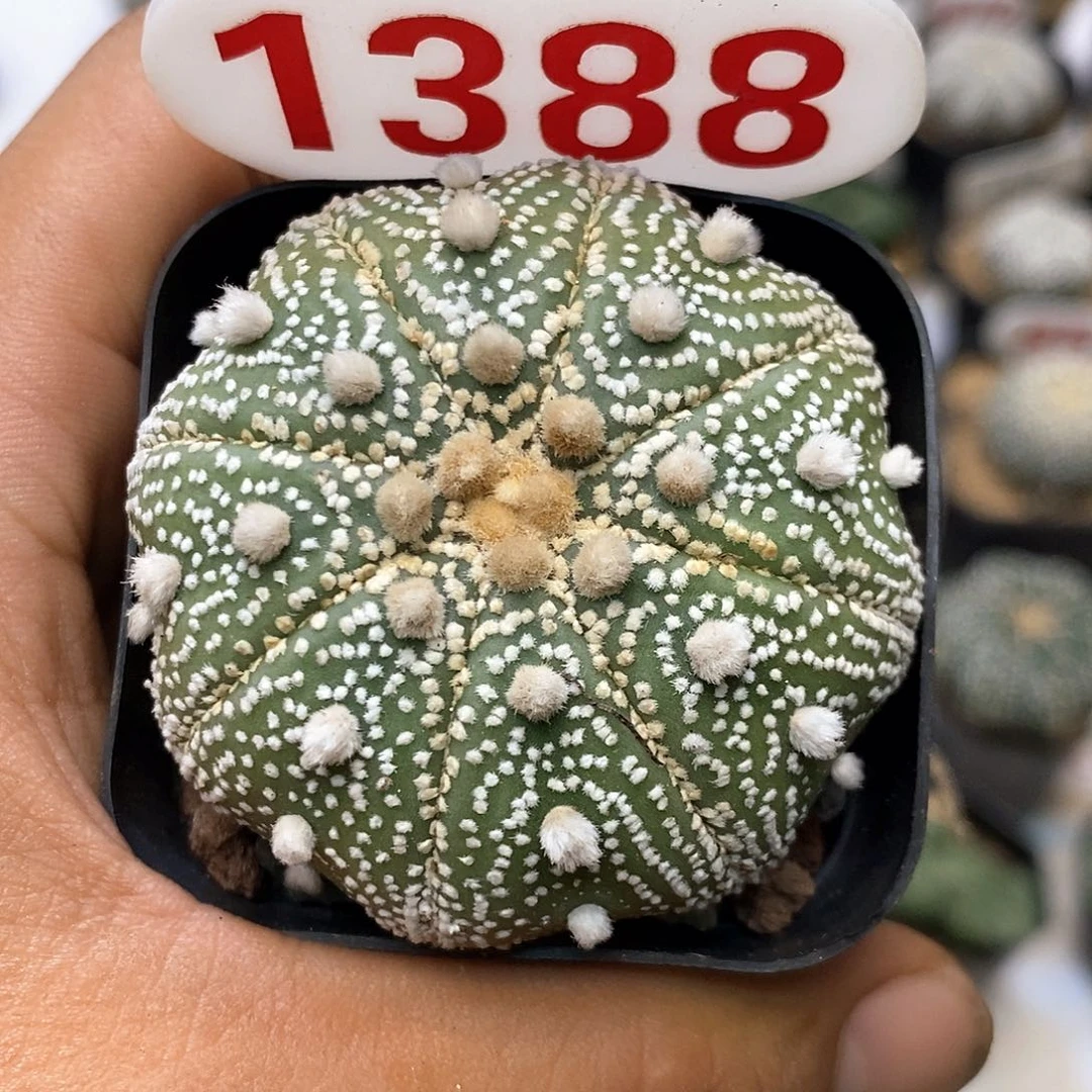 1388附近特价来了啊