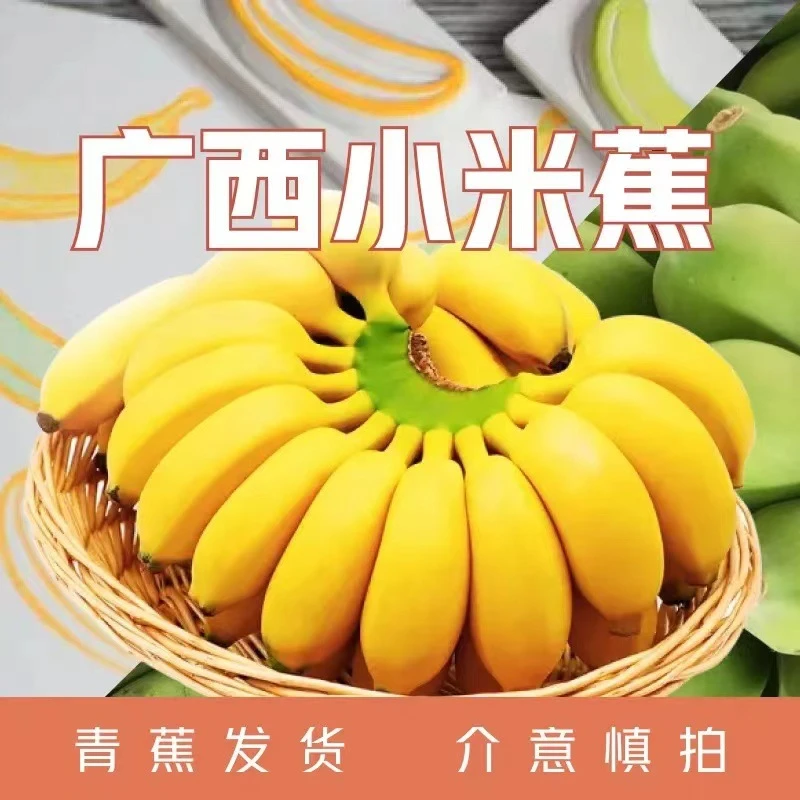 【严选】广西产地直供新鲜小米蕉粉蕉新鲜当季水果米蕉现摘香蕉
