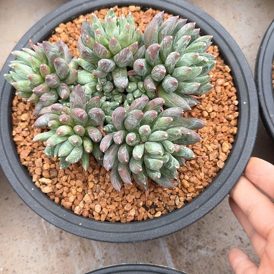 胖体炫彩星整无砍老桩