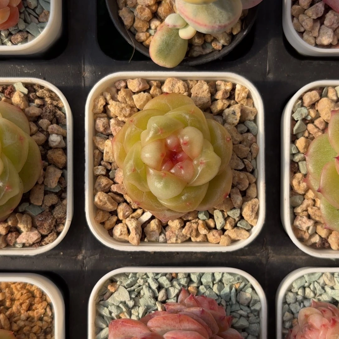 小薄糖珍妮一物一拍