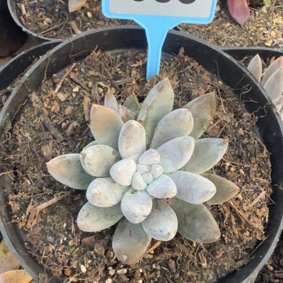 大魔王一物一拍083