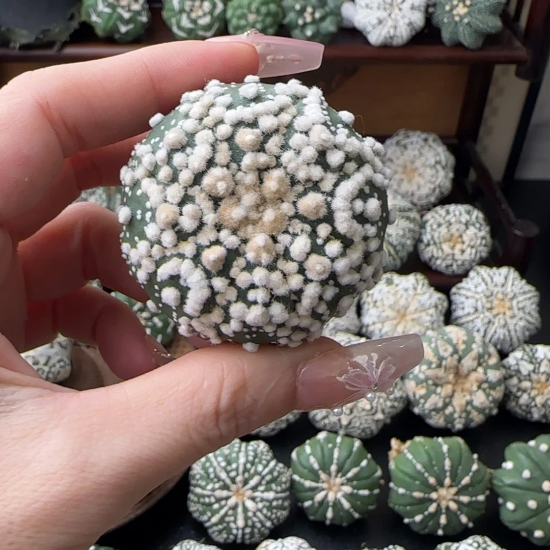 手***陈专拍花园兜不退换
