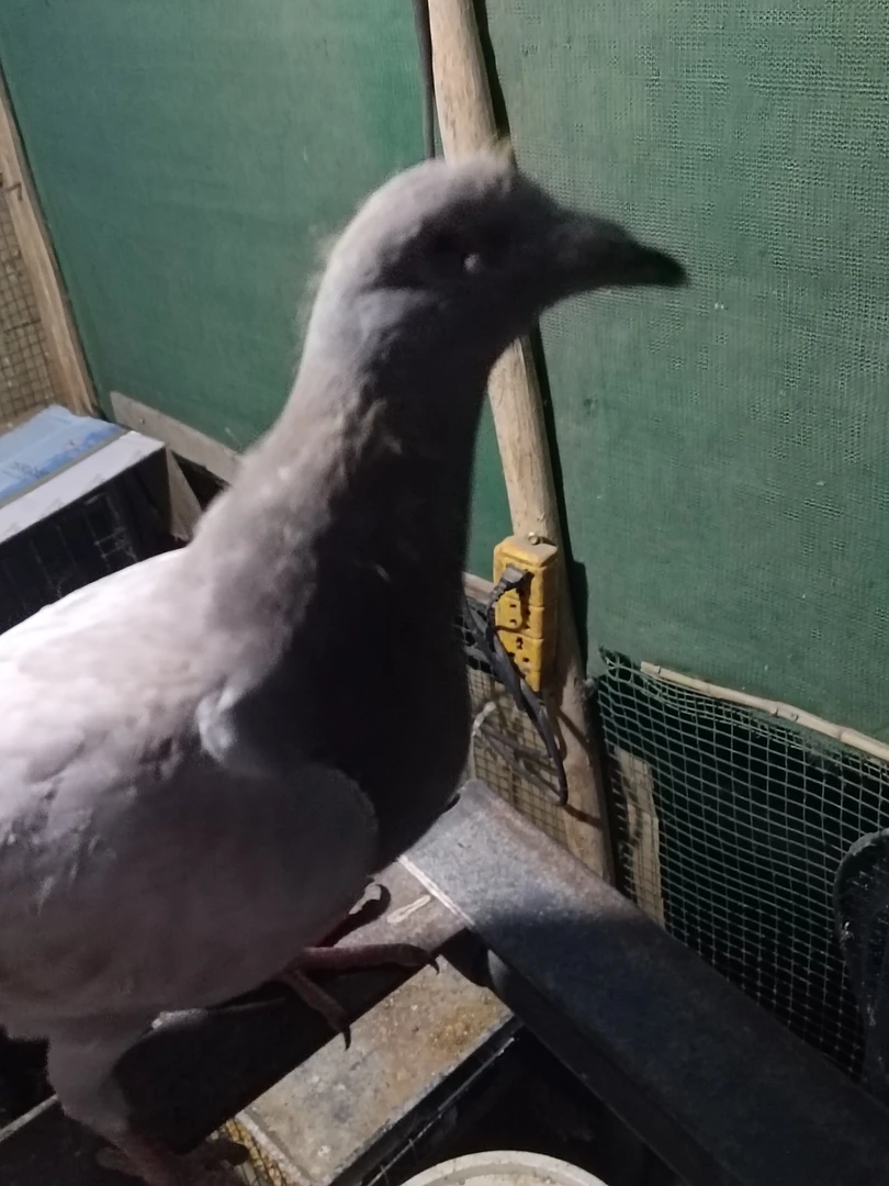 红雨点信鸽赛鸽飞翔鸽