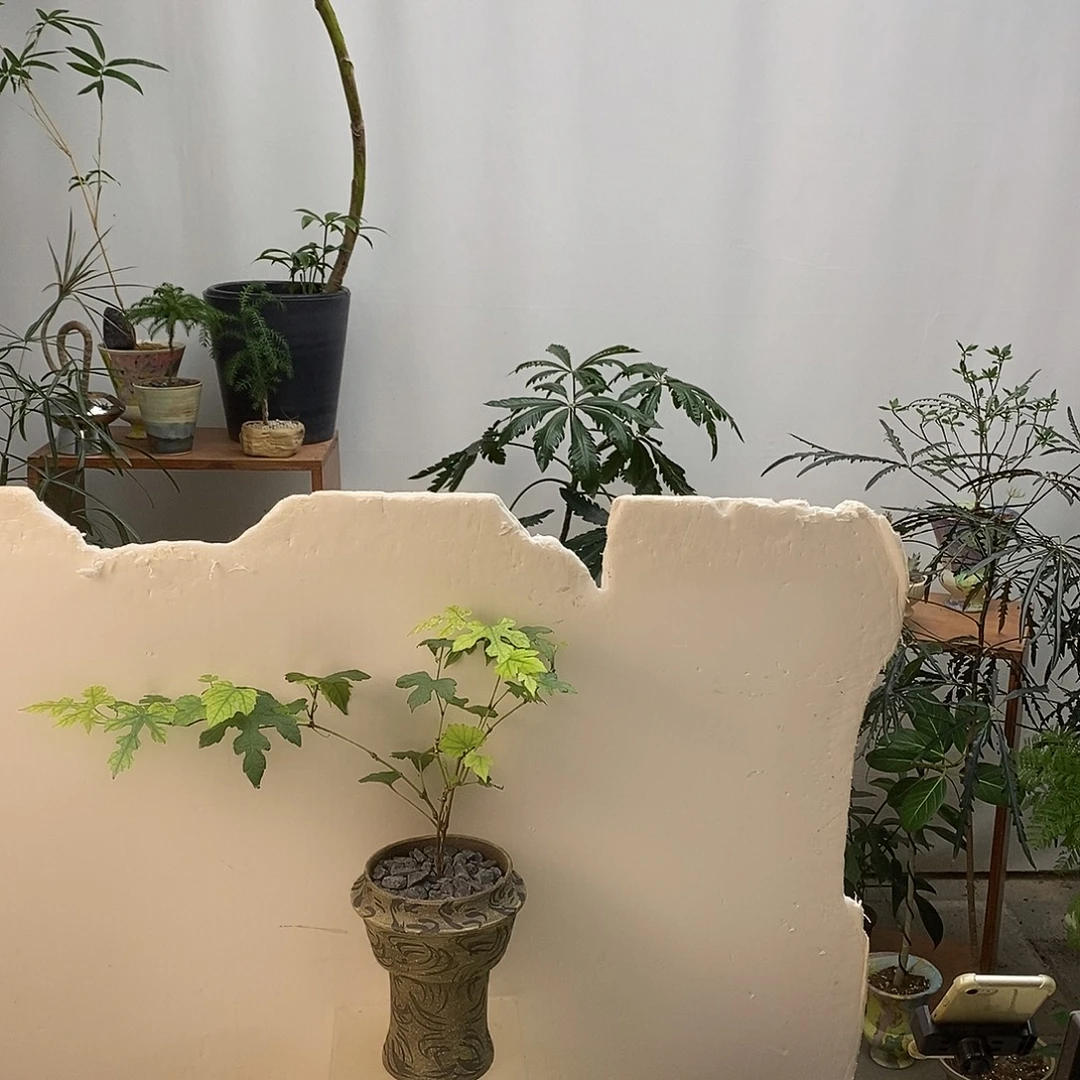 无花朵姬葡萄（含盆）