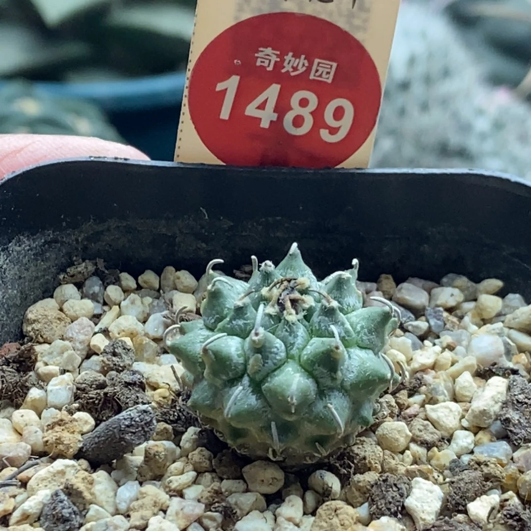 实生上腊安德森娇丽2.3cm