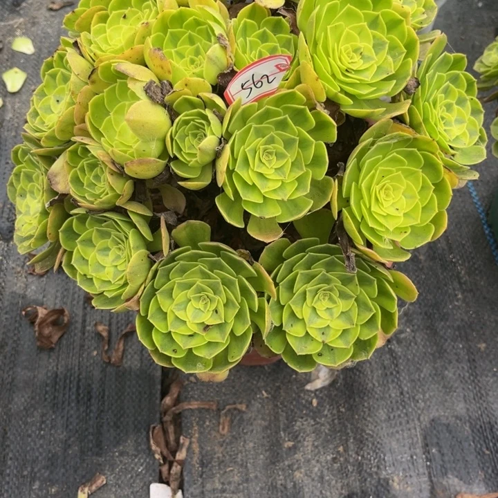 色***惑562雨荷多肉植物法师