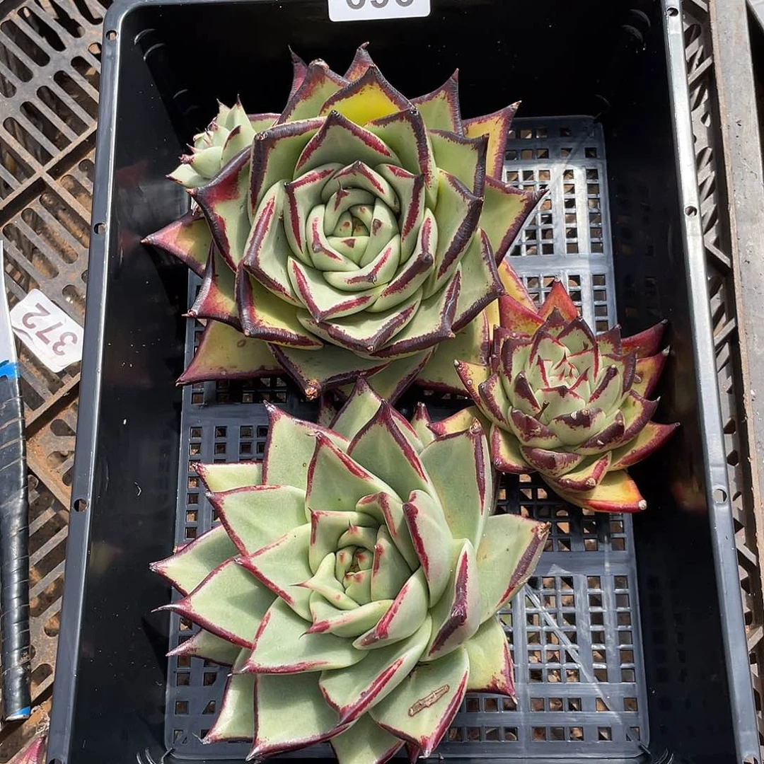 若如东云组拍696