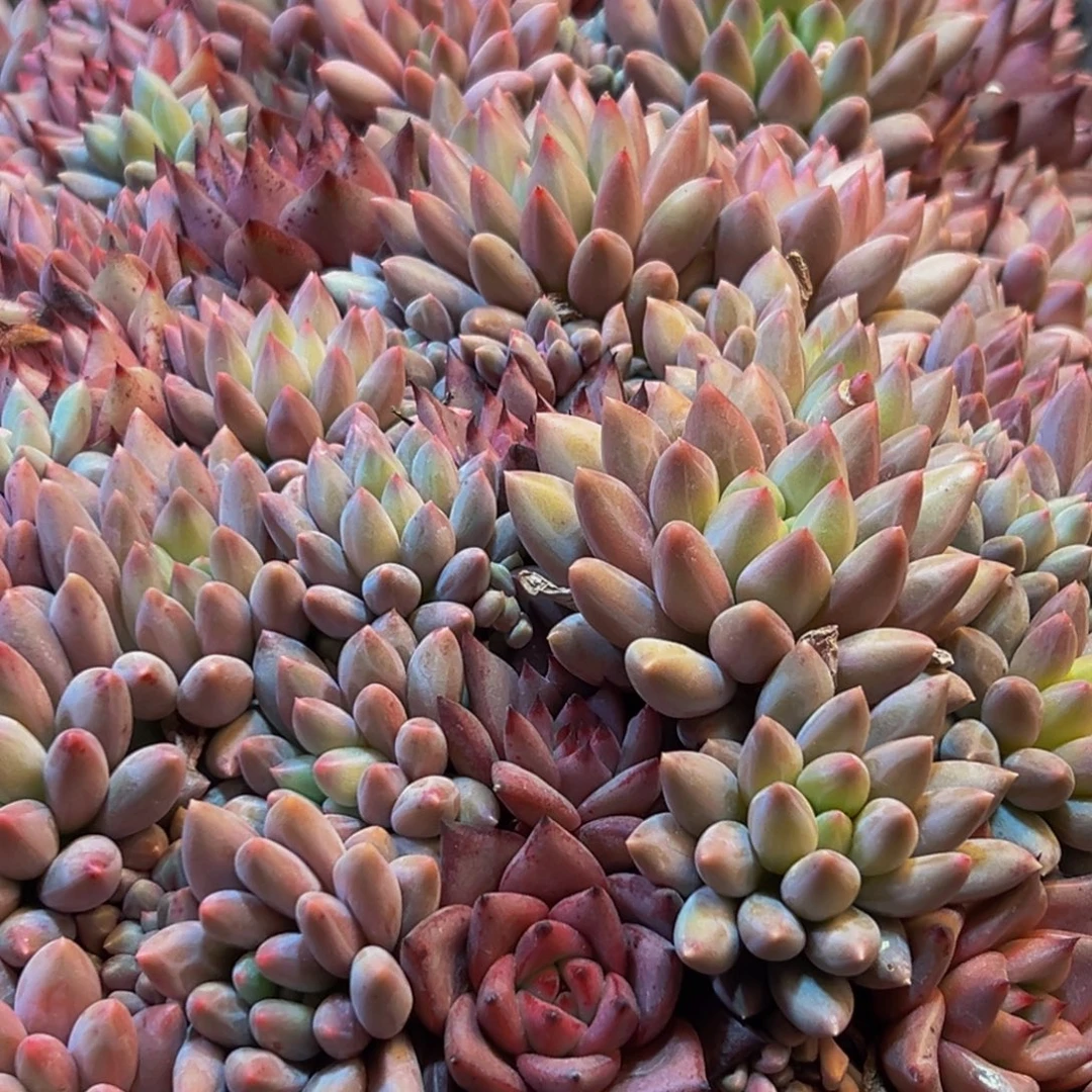 胡***肉076多肉葡萄的味道是真的