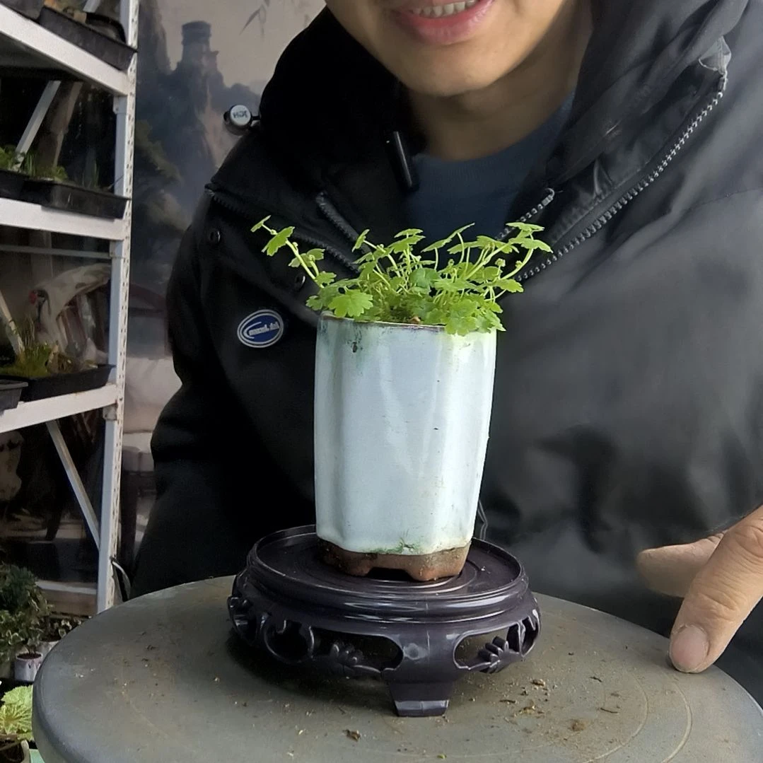 幼*小盆景小植物一物一拍42