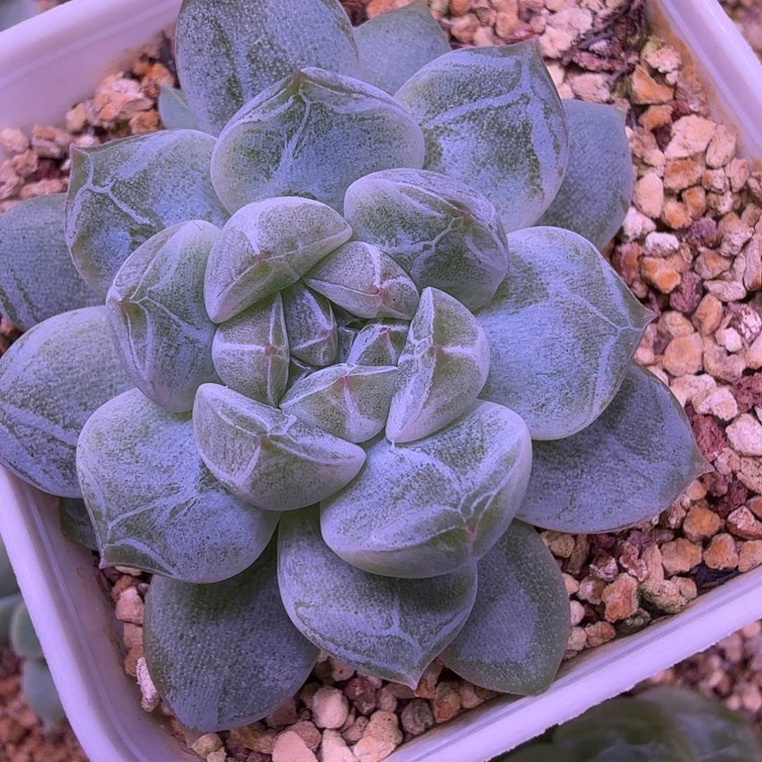 雪花珍泥叶插苗一物一拍