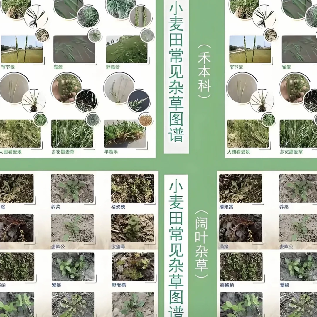 高端小麦苗前封地封闭套餐