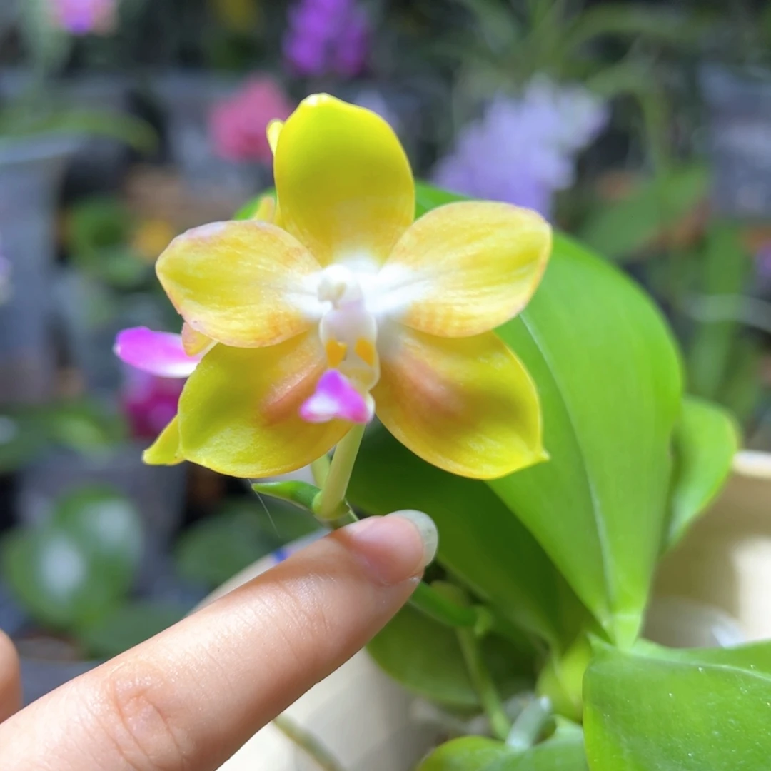 大部分开放少量花苞彩虹熊