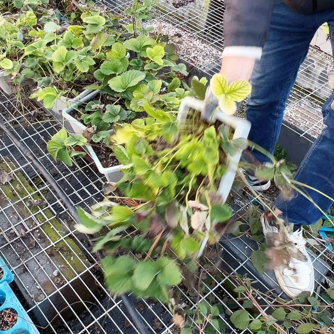 原野加粉玉原原种各一长盆少土