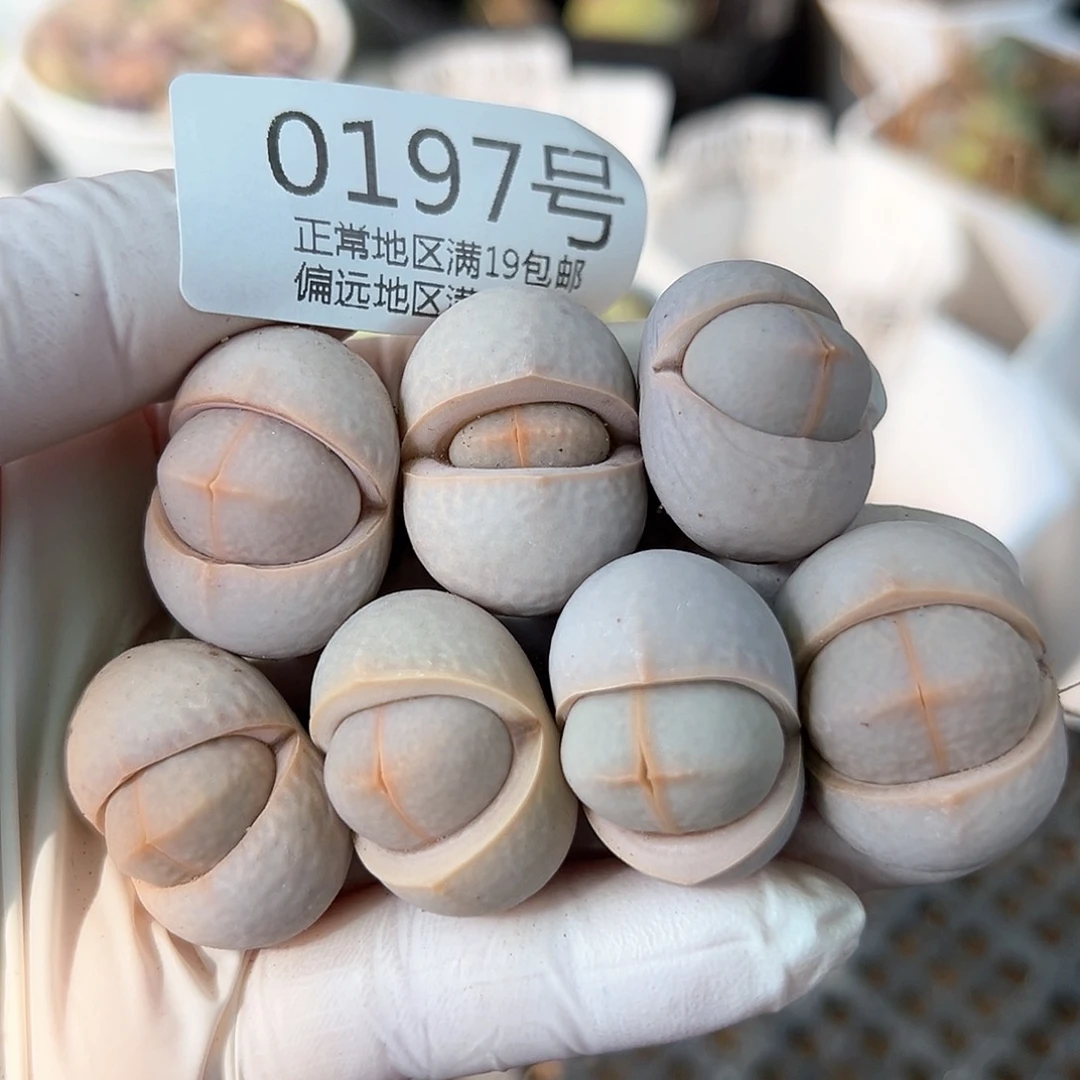 0197四年高尔夫7颗2.5cm