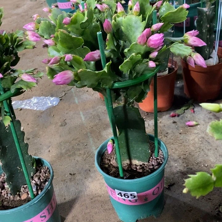 大部分花苞少量开放我**家465嫁接073