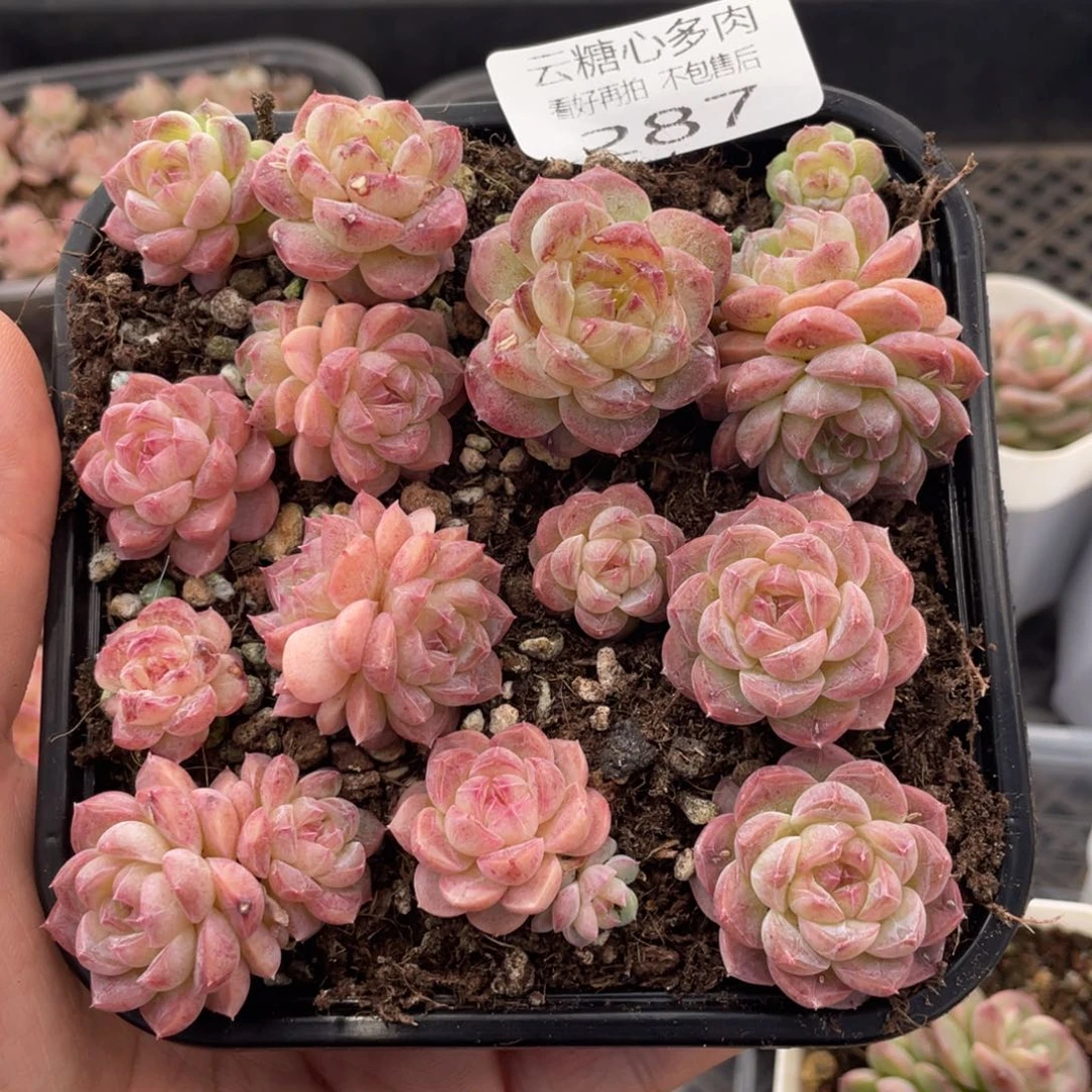 云糖心多肉植物287