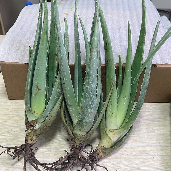 当前无花栽培后可以开花3颗库拉索小苗