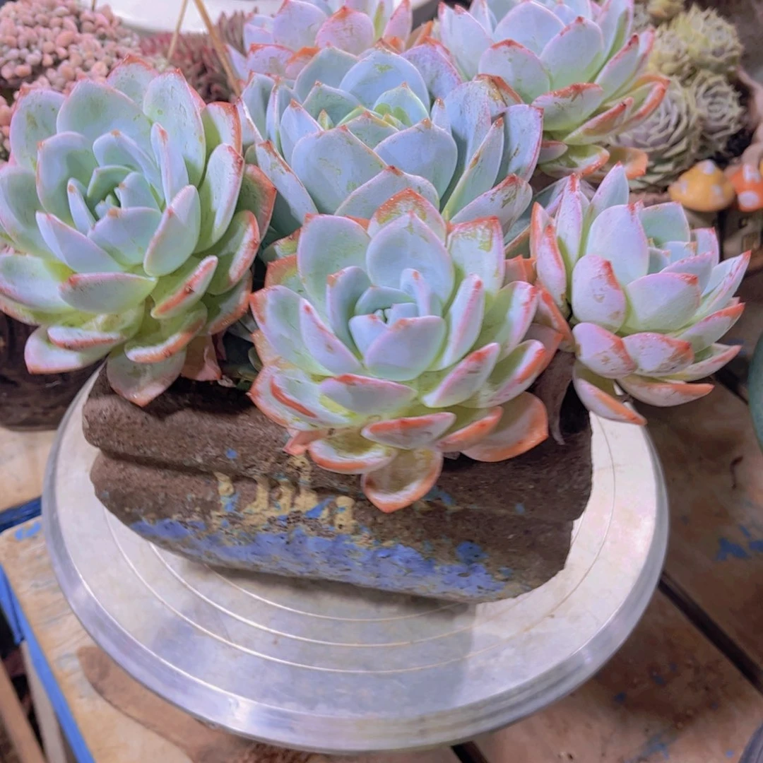 刘***娥多肉植物保护研究所所长