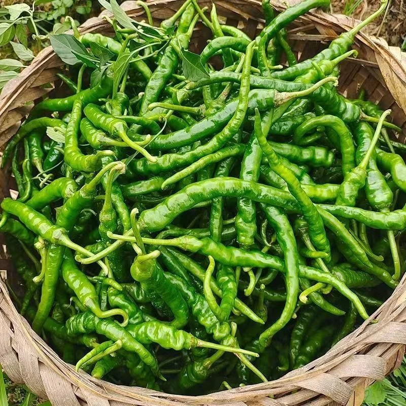湖南农家自种新鲜现摘现发本地土辣椒香辣中辣特辣青椒