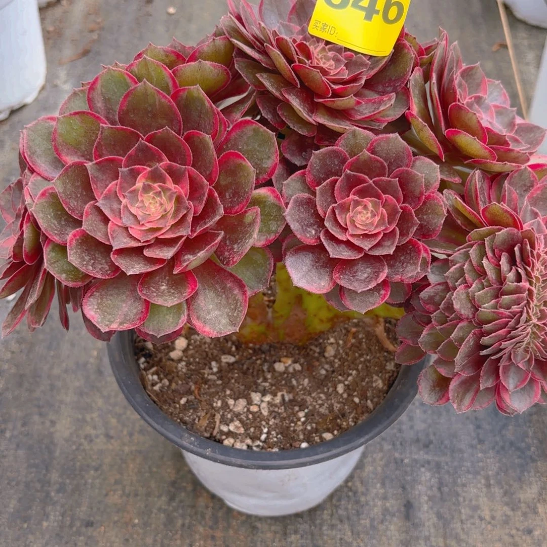 心***累646 123456 黑魔锦