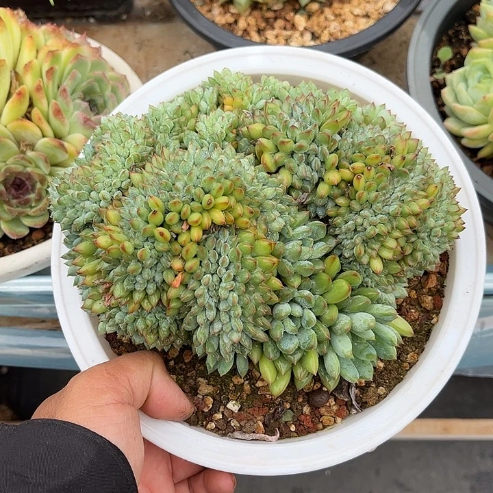 多肉植物一物一拍