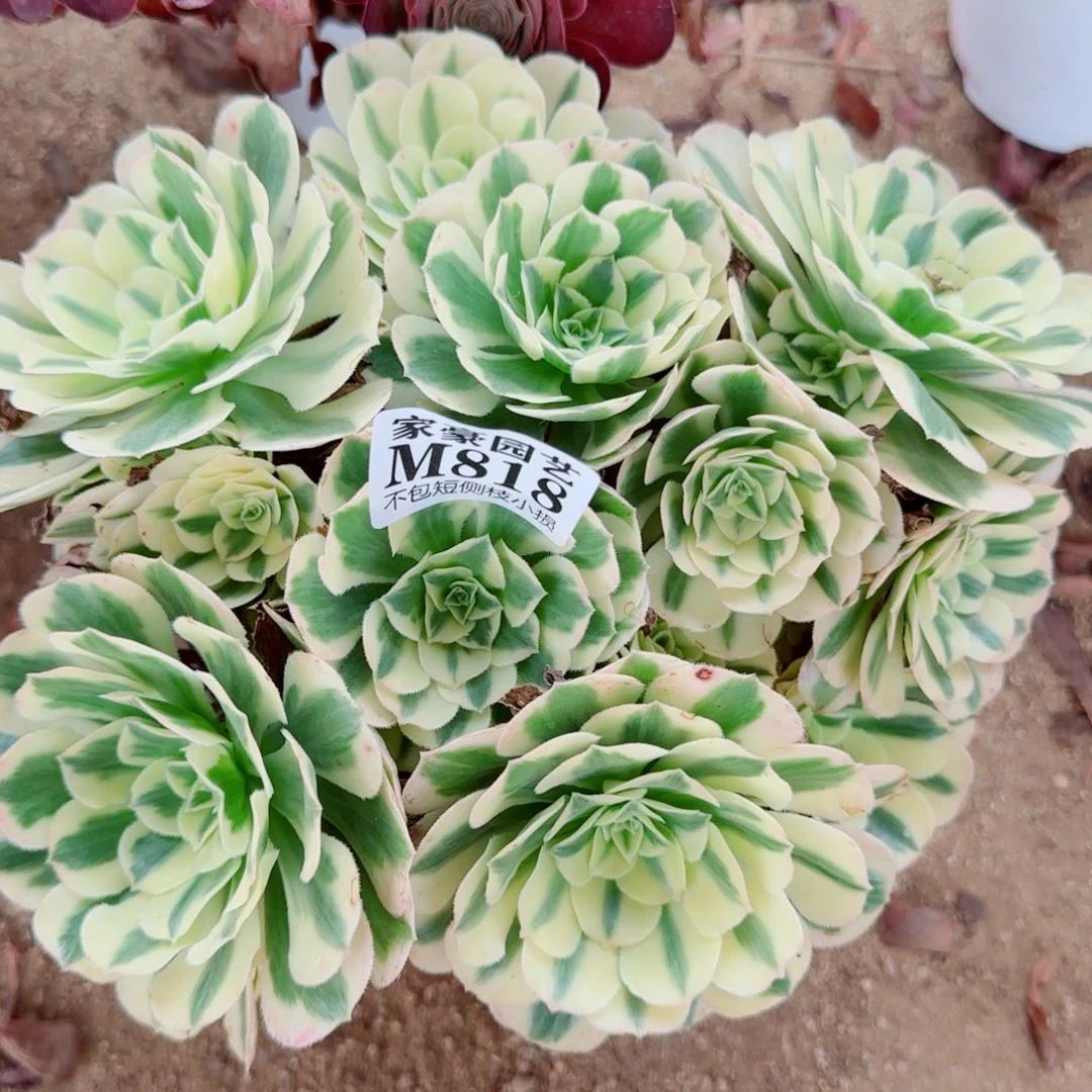 迈巴赫法师818冠幅20